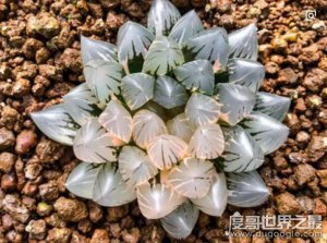 ​世界十大最贵的多肉植物排行榜，一棵霓虹灯玉露价值高达20万