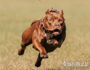 ​世界上最厉害的狗排名，藏獒屈居第二(第一是“美国斗兽场牛头梗”)