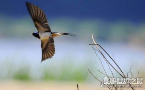​世界上最厉害的催眠图，让人看了就犯困（失眠人群必看）