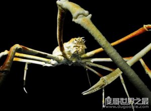 ​世界上最大的蟹类，巨型海蜘蛛体长普遍超3米(可惜不好吃)