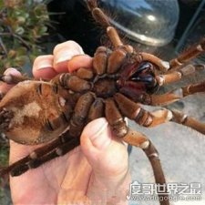 ​世界上最大的蜘蛛，巨型狼蛛体型和人脸一样大(以老鼠为食)
