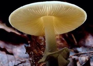 ​世界上最毒的蘑菇，致命白毒伞死亡率高达95%