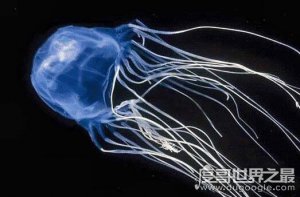 ​世界上最毒的生物箱水母，25年内毒死了大约60人