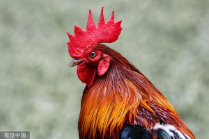 ​公鸡为求偶一天打鸣 200 次，主人被邻居告上法庭