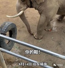 ​山东一“热心”大象火了！帮小孩捡拖鞋还不忘搓泥，峨眉山的猴：勿 cue