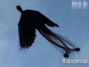 ​世界上最后一只凤凰，有人在黑龙江拍到凤凰(羽毛清晰可见)
