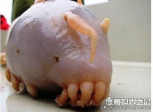 ​世界上最可爱的海洋生物，海猪(是一种十分圆润的可爱生物)