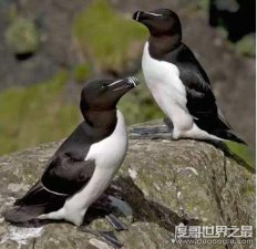 ​大海雀的灭绝时间，1844年(因人类的大量捕杀而绝种)