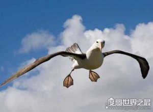 ​世界上最能飞的鸟，信天翁(一生飞行600万公里可绕地球150圈)