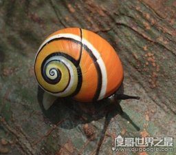 ​世界上最漂亮的彩色蜗牛，古巴彩色蜗牛(外壳鲜艳又亮丽)