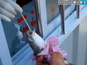 ​“掰开鱼嘴测核酸”，鱼会不会感染新冠？能不能传染？专家解答