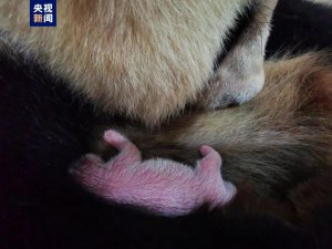 ​刷新纪录！全球最重大熊猫宝宝诞生