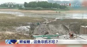 ​鳄雀鳝，这鱼非抓不可？