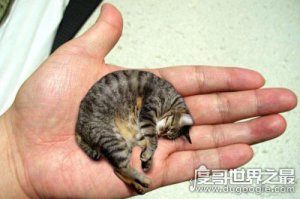 ​世界上最小的猫，皮堡斯获吉尼斯纪录认证(体重只有3个鸡蛋重)