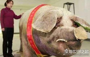 ​世界上最大的猪在中国，辽宁1800斤超级巨猪获吉尼斯认证