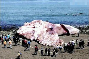​世界上最大乌贼，大王酸浆鱿(又叫巨枪乌贼体长20米以上)