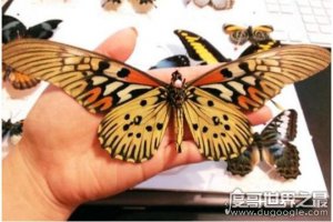 ​世界上最毒的蝴蝶，非洲长翅凤蝶(一只蝴蝶可毒死6只家猫)