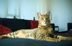 ​世界上最贵的猫排行，第一名年产量不到100只（十分罕见）
