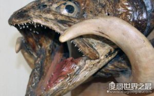 ​世界上最大的哲罗鲑，体长可达15米左右（被误认为“湖怪”）