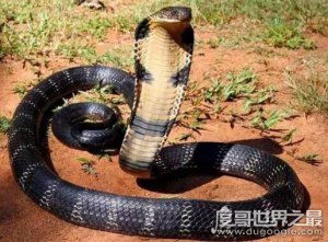 ​70多斤最大的眼镜王蛇，过山峰是体积最大排毒量最大的毒蛇