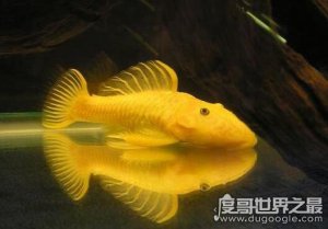 ​世界上最独特的变异鱼种，24k黄金达摩(身价高达数十万)
