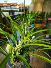 ​一花一叶一芬芳！“万里寻芳”天心阁兰花展开幕
