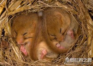 ​动物为什么要冬眠，主要是为了抵御寒冷(躲避冬季食物匮乏)