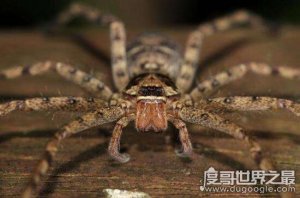 ​最大的室内蜘蛛，白额高脚蛛(无毒/专吃蟑螂)