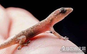 ​壁虎在家里是什么征兆，众人说法不一（依心境而变）