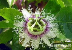 ​吃人植物日轮花，和蜘蛛一起吃人乃谣言(真实身份西番莲)