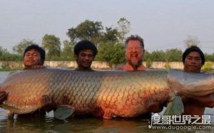 ​世界上最大的巨骨舌鱼，泰国四男子花费两小时将其捕捞（数量稀少）