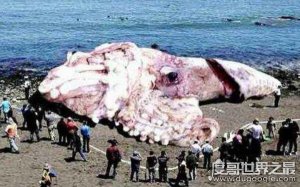 ​世界上第一大的乌贼，世界上最大的乌贼是什么乌贼（大王乌贼）