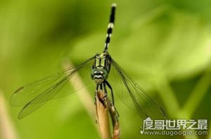 ​鬼蜻蜓有毒吗，无毒还是益虫(眼睛最多的昆虫)