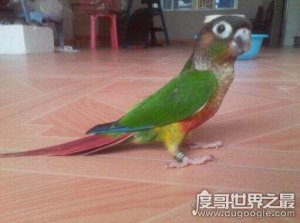 ​世界上体型最小的鹦鹉，小太阳鹦鹉打架斗殴有一手