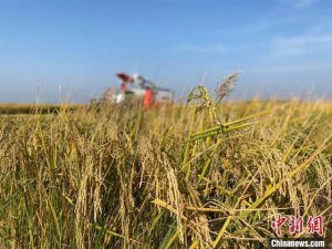 ​全球最大大米出口国“出手”，国际大米要涨价？