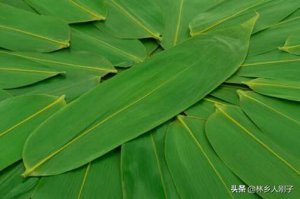 ​箬叶竹 粽子叶是什么植物的叶子