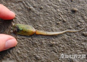 ​现存于世的最古老生物，舌形贝起源于寒武纪以前(5.42亿年前)