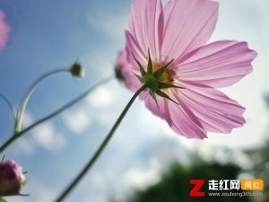 ​我希望许过的愿望一路生花是什么歌，一路生花歌曲介绍