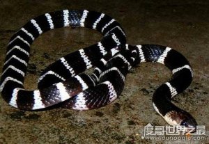​中国第一最毒的蛇是哪种，银环蛇(中国五大毒蛇排名)