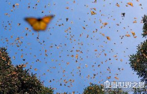 ​盘点地球上最神秘的自然现象，看完让你目瞪口呆(太神奇)