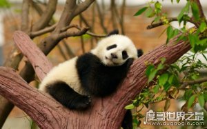 ​中国的国宝，大熊猫为什么叫食铁兽（源于古代的误会）