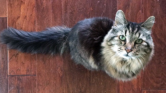 26岁在世最长寿的猫 相当于人类116岁