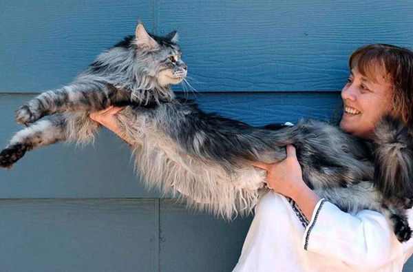 世界最长的猫