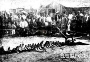​1934年辽宁营口坠龙事件真相揭秘，＂龙尸＂的身份是长须鲸