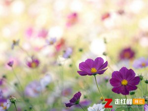 ​我是一枝啊随风飘摇的野花是什么歌，野花歌曲介绍