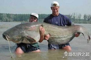 ​世界十大淡水凶猛鱼，亚马逊鲇鱼是一种力气超大的鱼