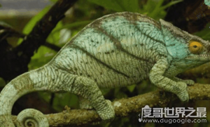 ​世界上最大的变色龙，国王变色龙体长70厘米(舌头长110厘米)