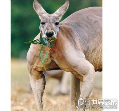 ​史上最大的袋鼠，澳洲巨型袋鼠(其体型与河马差不多且肌肉发达)