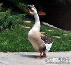 ​世界上最大的鹅，白沙狮头鹅体重可达30斤(是普通鹅的三倍)