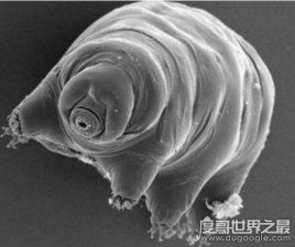 ​史上最强生物水熊虫怎么杀死，地球不灭它不死(能永生不死)